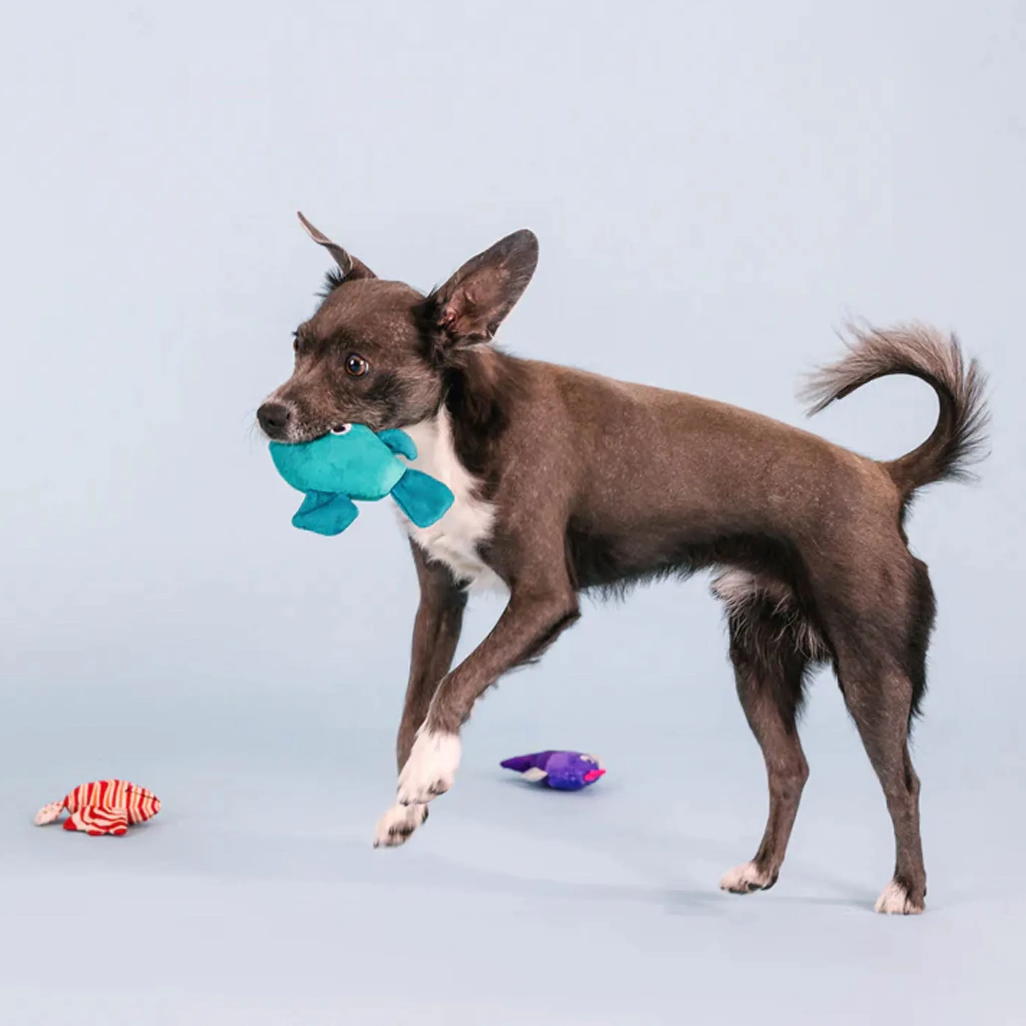 Fringe Any Fin is Possible Dog Toys