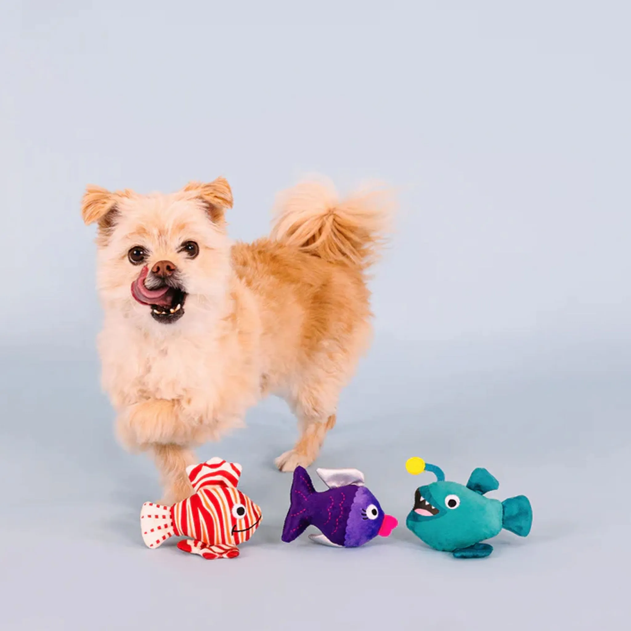 Fringe Any Fin is Possible Dog Toys
