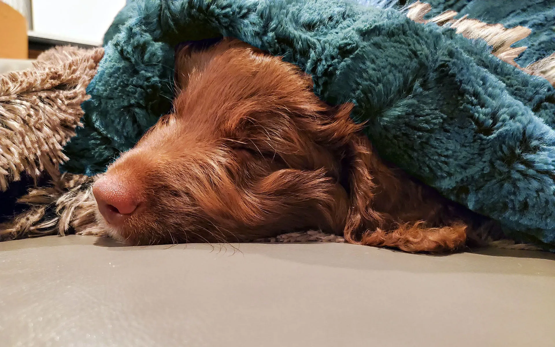 Pet / Dog Blanket - Luxury Faux Fur in Peacock Pond (Limited Availability)