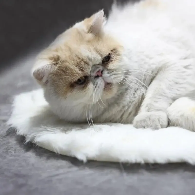 Pet Thermostatic Heating Pad Pet Mat Cat And Dog Bed Cat Kennel Kennel Heated Carpet For Travel Portable Or Cat And Dog Use